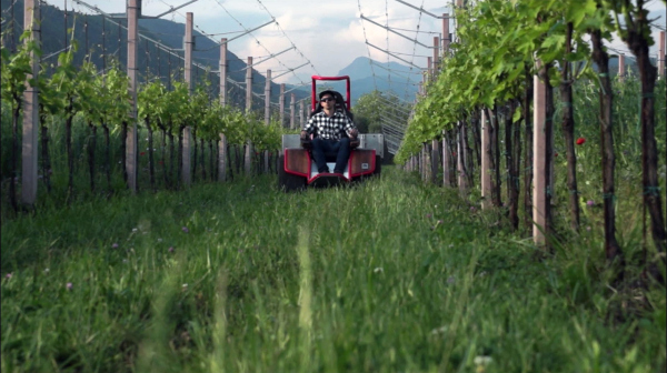 Der Ziesel im Weinberg
