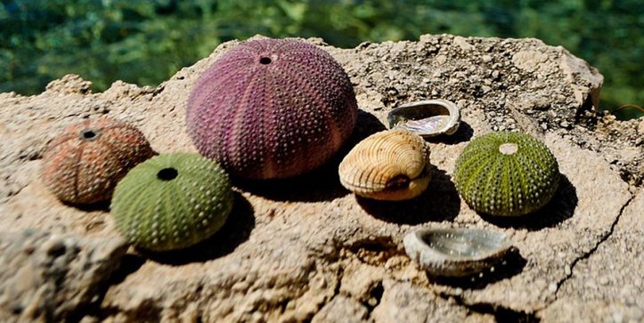 Seeigel_Bild_magznidar_Pixabay